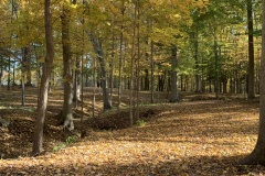 the-Ridge-on-Wiilams-Creek-Fall-Setting-2