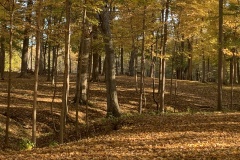 the-Ridge-on-Wiilams-Creek-Fall-Setting-4