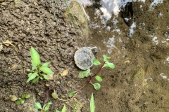 the-Ridge-on-Williams-Creek-Relocated-2