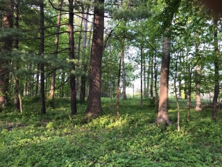the-Ridge-on-Williams-Creek-Lot-Photo-5