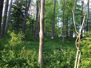 the-Ridge-on-Williams-Creek-Lot-Photo-6