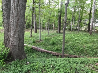 the-Ridge-on-Williams-Creek-Lot-Photo-7