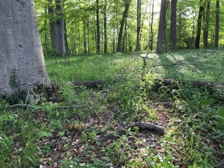 the-Ridge-on-Williams-Creek-Lot-Photo-9