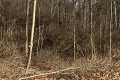 the-Ridge-on-Williams-Creek-Next-Clearing-1