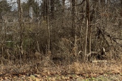 the-Ridge-on-Williams-Creek-Next-Clearing-2
