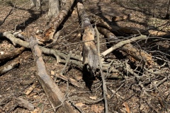 the-Ridge-on-Williams-Creek-One-Step-Forward-3