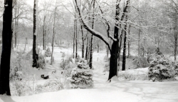 the-Ridge-on-Williams-Creek-Ancient-History15