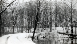 the-Ridge-on-Williams-Creek-Ancient-History34