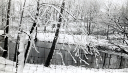 the-Ridge-on-Williams-Creek-Ancient-History36