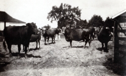 the-Ridge-on-Williams-Creek-Ancient-History4