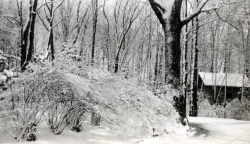 the-Ridge-on-Williams-Creek-Ancient-History41