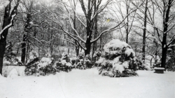 the-Ridge-on-Williams-Creek-Ancient-History50