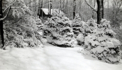 the-Ridge-on-Williams-Creek-Ancient-History52