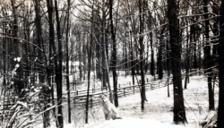 the-Ridge-on-Williams-Creek-Ancient-History8
