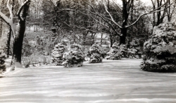 the-Ridge-on-Williams-Creek-Ancient-History9