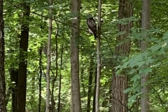 the-Ridge-on-Williams-Creek-Red-Tailed-Hawk-1