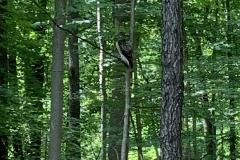 the-Ridge-on-Williams-Creek-Red-Tailed-Hawk-2