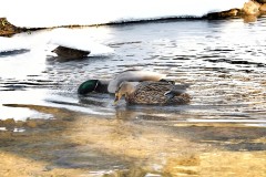 Birds-Ducks