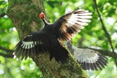Birds_Pileated Woodpecker