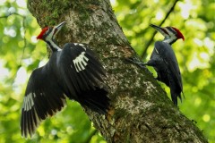 The-Ridge-On-Williams-Creek-Birds-Pileated-Woodpeckers-1