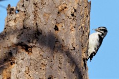 Birds-Woodpecker