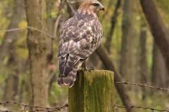 Broad Winged Hawk