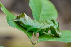 Caterpillar-Dot Moth (Melanchra Persicariae)