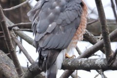 Cooper's Hawk