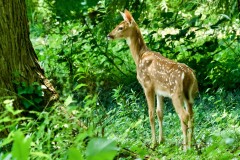 Deer