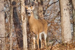 Deer