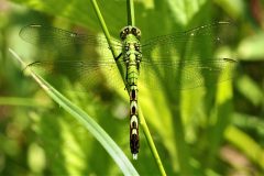 Eastern Pondhawk Dragonfly