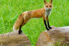 Fox