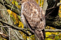 Hawk