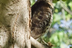 Hawk