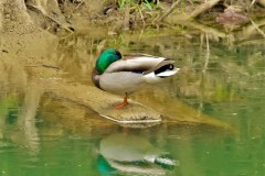 Mallard Duck