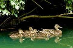 Mallard Ducks