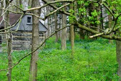 Nature-El campo