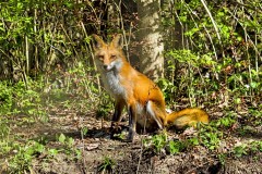 Nature-Fox