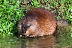 Nature-Muskrat
