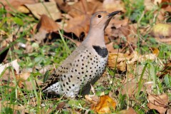 Northern Flicker Woodpecker