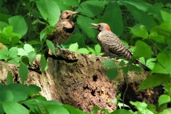 Northern Flicker Woodpecker