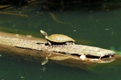 Painted Turtle