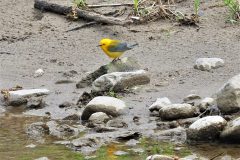 Prothonotary Warbler,male - Images captured on the Ridge, by our neighbor and friend: Pilar Morera