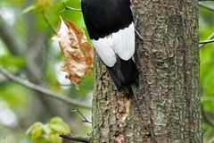 Red Headed Woodpecker