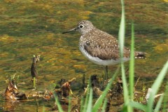 Solitary Sandpiper