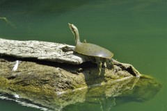 Spiny Softshell Turtle