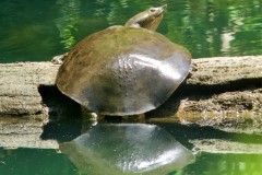 Spiny Softshell Turtle