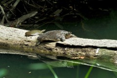 Spiny Softshell Turtle