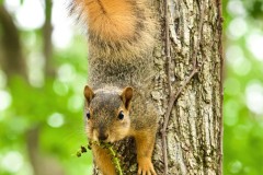 Squirrel