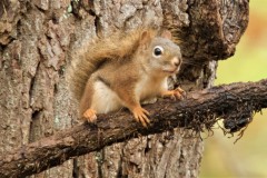 Squirrel